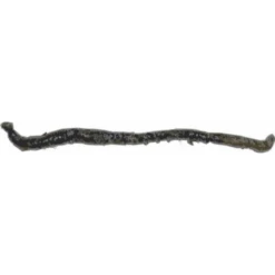 [ 3 ] FRANSE TAPPEN P/10