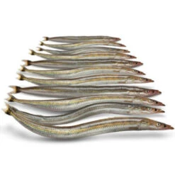 [ 13 ] PREBAITS PREDATOR ZANDSPIERING 200 GRAM 13 > 18 CM 13 TOT 17 STUKS